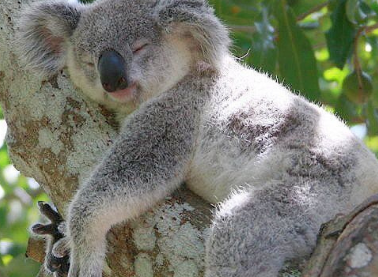 Gấu Koala Úc sinh hoạt trên cây bạch đàn 